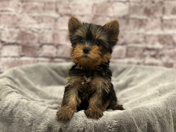 Yorkshire Terrier- Available 3/8-DOG-Female-Black / Tan-1929-PetCenter Old Bridge, New Jersey