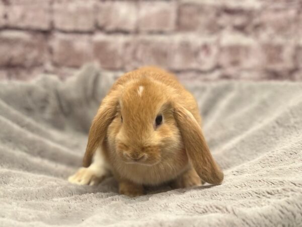 Holland Lop-RABBIT---B-1513-PetCenter Old Bridge, New Jersey