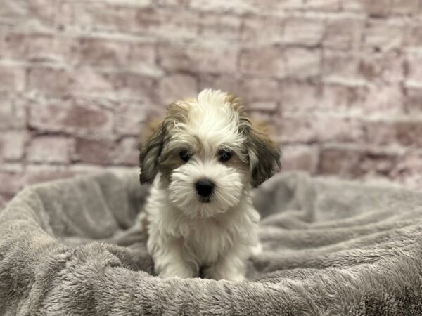 Coton De Tulear-DOG-Male-Brown / White-1901-PetCenter Old Bridge, New Jersey