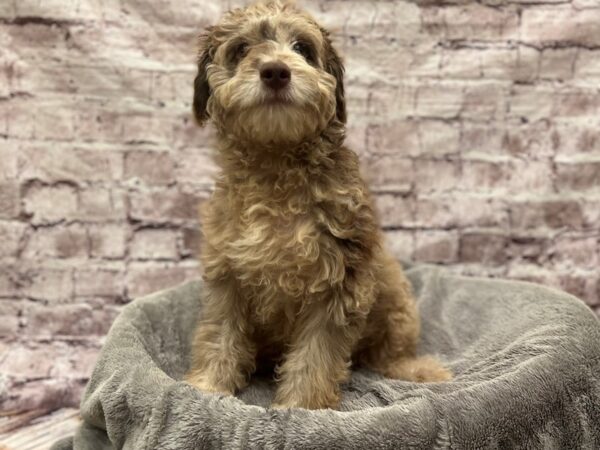 Mini Aussiepoo- Available 1/25-DOG-Male-Chocolate Merle-1806-PetCenter Old Bridge, New Jersey