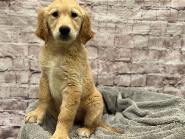 Golden Retriever- Available 3/8-DOG-Female-Cream-1914-PetCenter Old Bridge, New Jersey