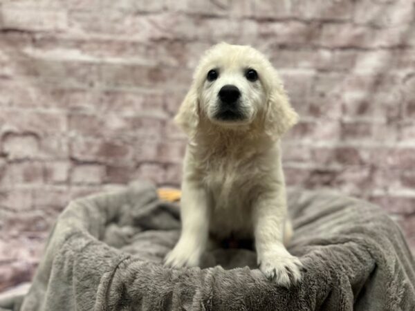 Golden Retriever- Available 3/8-DOG-Male-Cream-1927-PetCenter Old Bridge, New Jersey