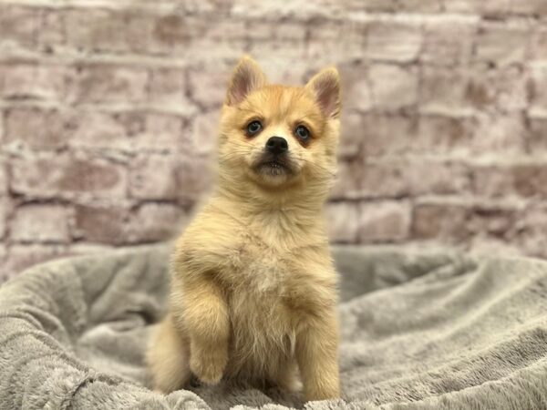 Pomsky- Available 3/8-DOG-Female-Blue Merle-1931-PetCenter Old Bridge, New Jersey
