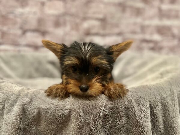 Yorkshire Terrier- Available 3/8-DOG-Female-Black / Tan-1928-PetCenter Old Bridge, New Jersey