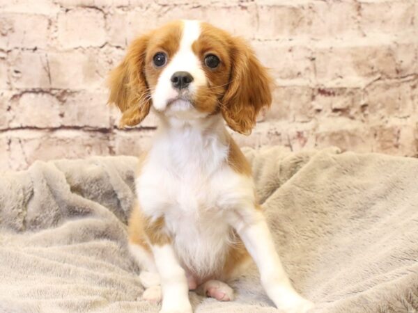 Cavalier King Charles Spaniel- Available 3/15-DOG-Male-Blenheim-1944-PetCenter Old Bridge, New Jersey