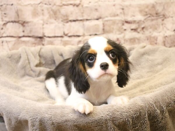 Cavalier King Charles Spaniel- Available 3/15-DOG-Male-Tri-Colored-1943-PetCenter Old Bridge, New Jersey