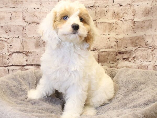 Cockapoo- Available 3/15-DOG-Male-Tan / White-1942-PetCenter Old Bridge, New Jersey