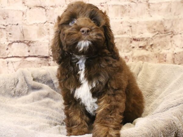 Cockapoo- Available 3/15-DOG-Male-Chocolate / White-1940-PetCenter Old Bridge, New Jersey