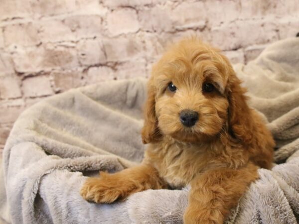 Mini Goldendoodle- Available 3/15-DOG-Female-Red-1939-PetCenter Old Bridge, New Jersey