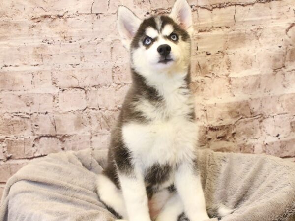 Siberian Husky- Available 3/15-DOG-Female-Black / White-1938-PetCenter Old Bridge, New Jersey