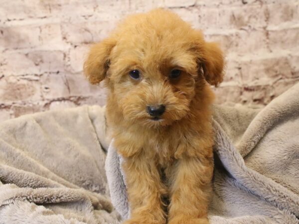 Poodle- Available 3/15-DOG-Male-Red-1937-PetCenter Old Bridge, New Jersey
