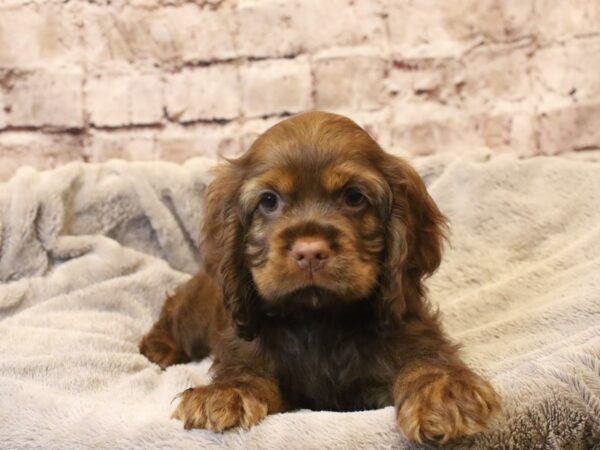 Cocker Spaniel- Available 3/15-DOG-Female-Chocolate-1936-PetCenter Old Bridge, New Jersey