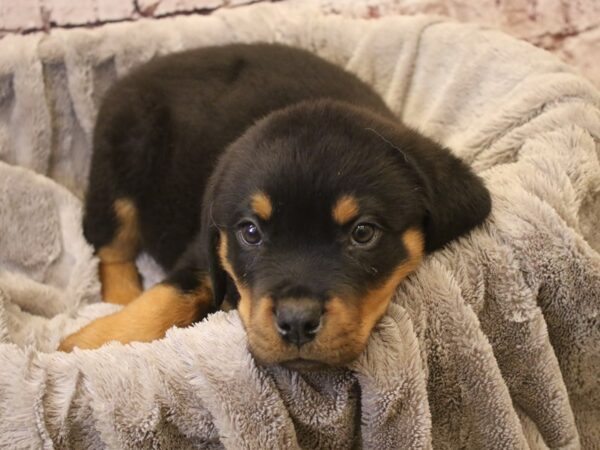 Rottweiler- Available 3/15-DOG-Male-Black / Tan-1952-PetCenter Old Bridge, New Jersey