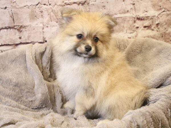 Pomeranian- Available 3/15-DOG-Female-Sable-1947-PetCenter Old Bridge, New Jersey