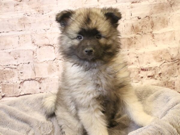 Keeshond- Available 3/15-DOG-Female-Gray Silver / Black-1949-PetCenter Old Bridge, New Jersey