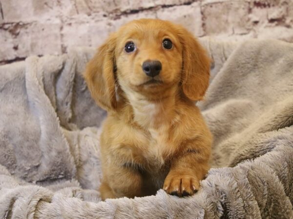 Dachshund- Available 3/15-DOG-Female-Cream-1946-PetCenter Old Bridge, New Jersey