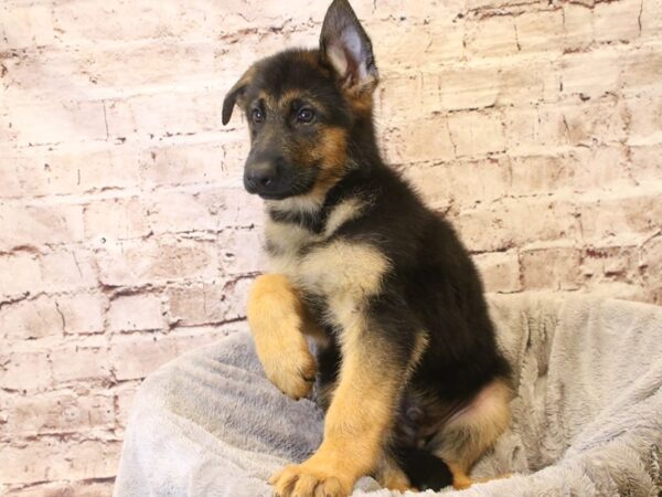 German Shepherd- Available 3/15-DOG-Male-Black / Red-1945-PetCenter Old Bridge, New Jersey