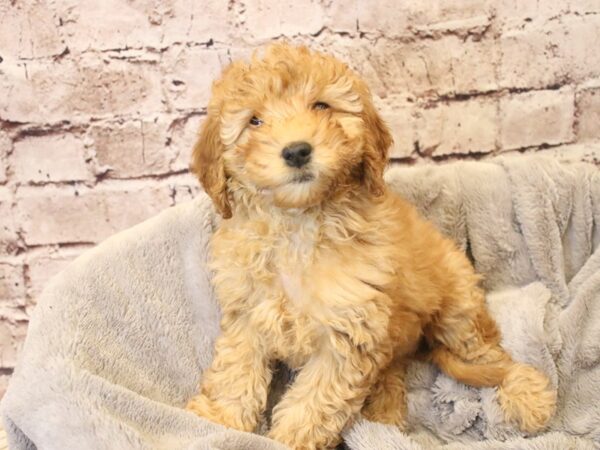 Mini Goldendoodle- Available 3/15-DOG-Female-Red-1950-PetCenter Old Bridge, New Jersey