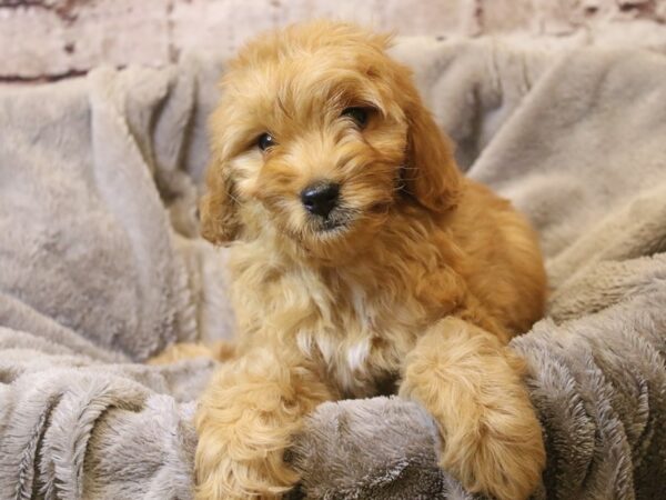 Mini Goldendoodle- Available 3/15-DOG-Male-Red-1951-PetCenter Old Bridge, New Jersey