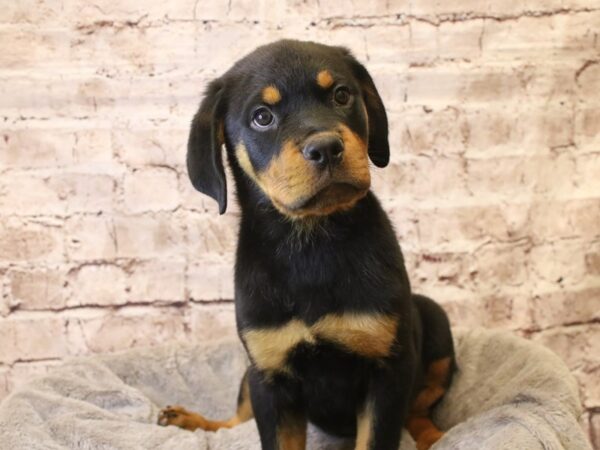 Rottweiler- Available 3/22-DOG-Female-Black / Tan-1953-PetCenter Old Bridge, New Jersey
