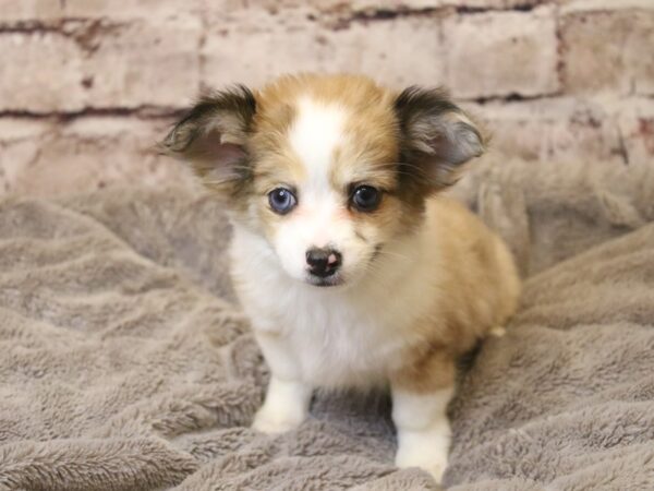 Chihuahua- Available 3/22-DOG-Female-Red-1954-PetCenter Old Bridge, New Jersey