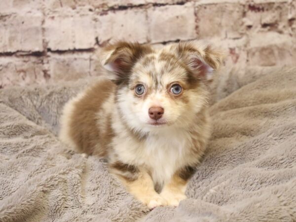 Chihuahua- Available 3/22-DOG-Male-Chocolate-1955-PetCenter Old Bridge, New Jersey
