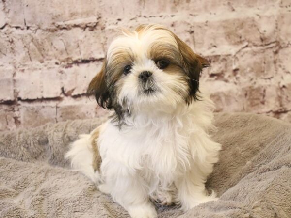 Shih Tzu- Available 3/22-DOG-Female-Tri-Colored-1957-PetCenter Old Bridge, New Jersey
