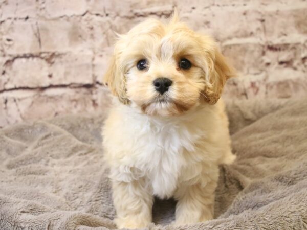 Cavachon- Available 3/22-DOG-Male-Apricot-1958-PetCenter Old Bridge, New Jersey