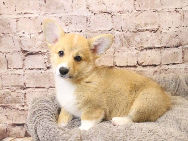 Pembroke Welsh Corgi- Available 3/22-DOG-Female-Sable / White-1959-PetCenter Old Bridge, New Jersey