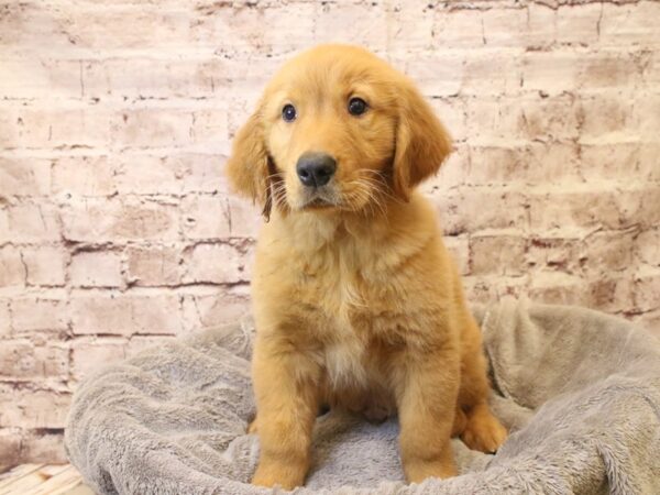 Golden Retriever- Available 3/22-DOG-Male-Red-1960-PetCenter Old Bridge, New Jersey