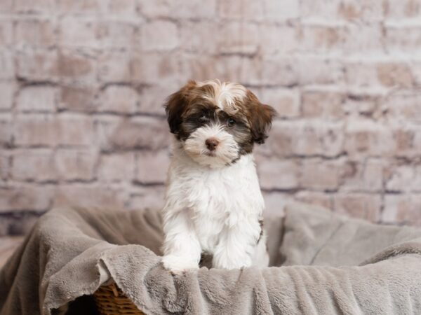 Havanese- Available 3/29-DOG-Male-Brown / White-1970-PetCenter Old Bridge, New Jersey