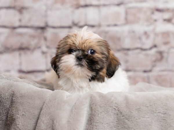 Shih Tzu- Available 3/29-DOG-Male-White / Sable-1964-PetCenter Old Bridge, New Jersey