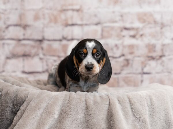 Beagle- Available 3/29-DOG-Male-Black and White-1973-PetCenter Old Bridge, New Jersey
