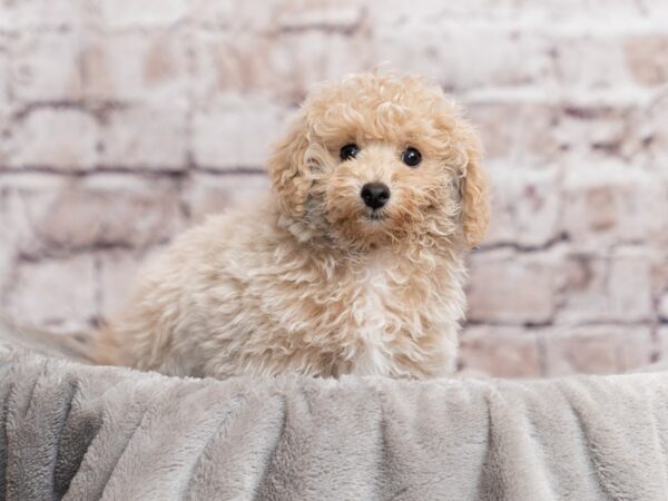 Bichonpoo- Available 3/29-DOG-Male-Cream-1967-PetCenter Old Bridge, New Jersey