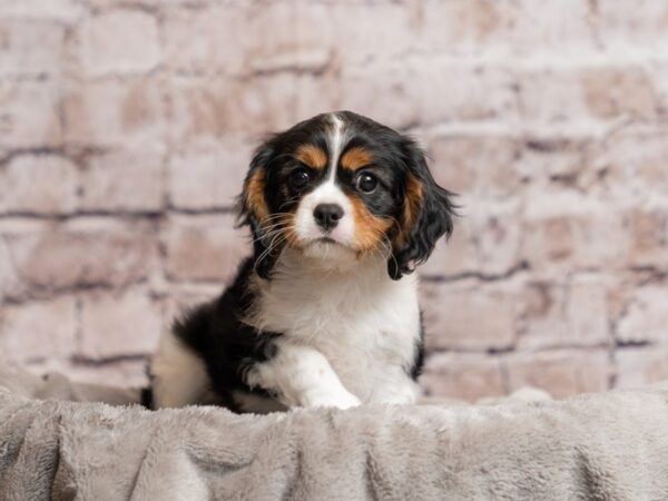 Cavalier King Charles Spaniel- Available 3/29-DOG-Male-Tri-Colored-1965-PetCenter Old Bridge, New Jersey