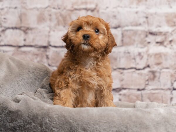 Cavapoo- Available 3/29-DOG-Male-Red-1971-PetCenter Old Bridge, New Jersey