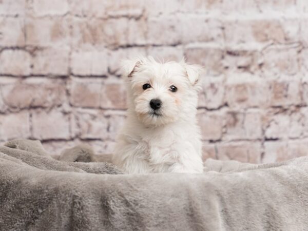 West Highland White Terrier- Available 3/29-DOG-Female-White-1972-PetCenter Old Bridge, New Jersey