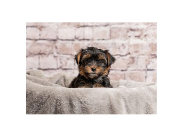 Yorkshire Terrier- Available 3/29-DOG-Female-Black and Tan-1976-PetCenter Old Bridge, New Jersey