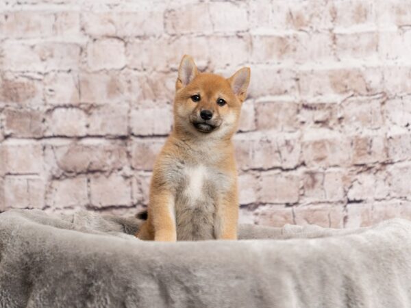 Shiba Inu-Dog-Male-Red-1975-PetCenter Old Bridge, New Jersey