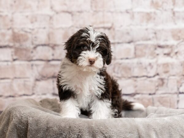 Toy Aussie Poo-Dog-Male-Chocolate-1977-PetCenter Old Bridge, New Jersey