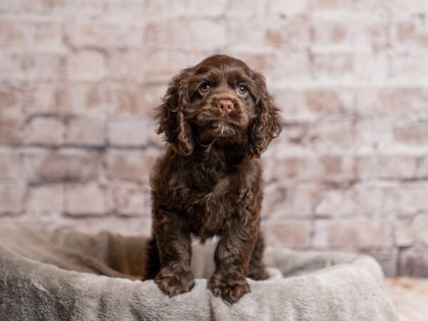 Cocker Spaniel-Dog-Female-Chocolate-1968-PetCenter Old Bridge, New Jersey