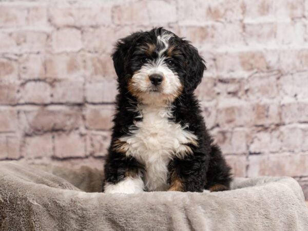 Mini Bernadoodle- Available 3/29-DOG-Male-Black White / Tan-1966-PetCenter Old Bridge, New Jersey