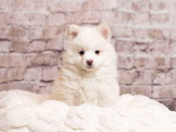 Pomsky- Available 4/5-DOG-Male-Biscuit-1992-PetCenter Old Bridge, New Jersey