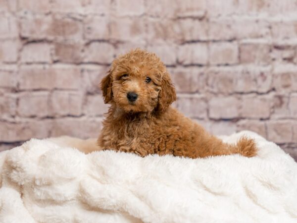 Poodle- Available 4/5-DOG-Male-Cream-1983-PetCenter Old Bridge, New Jersey
