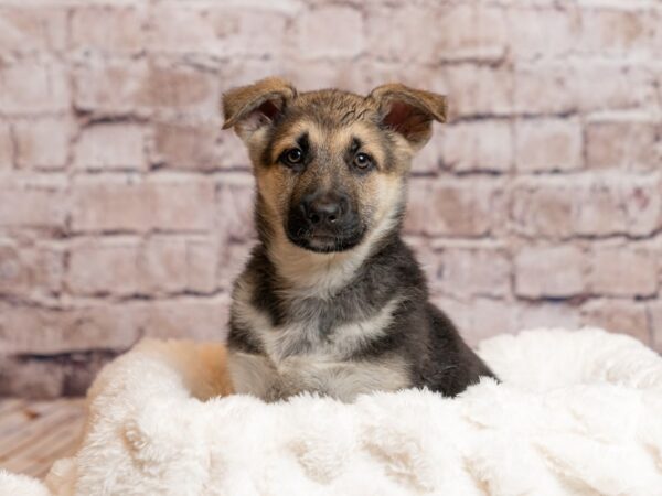 German Shepherd- Available 4/5-DOG-Female-Black / Tan-1982-PetCenter Old Bridge, New Jersey
