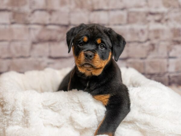 Rottweiler- Available 4/5-DOG-Female-Black / Tan-1985-PetCenter Old Bridge, New Jersey