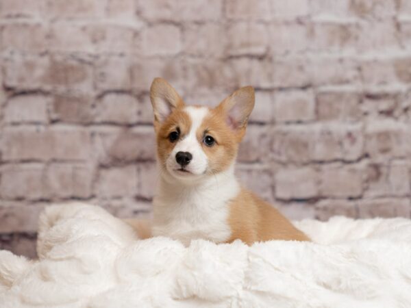 Pembroke Welsh Corgi- Available 4/5-DOG-Female-Red-1998-PetCenter Old Bridge, New Jersey