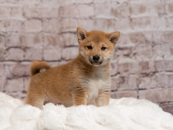 Shiba Inu- Available 4/5-DOG-Male-Red-1994-PetCenter Old Bridge, New Jersey