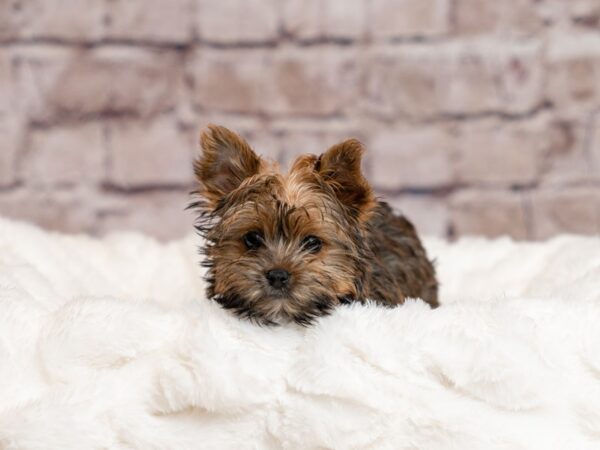 Yorkshire Terrier- Available 4/5-DOG-Female-Chocolate and Tan-1997-PetCenter Old Bridge, New Jersey