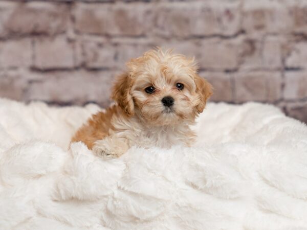 Cavachon- Available 4/5-DOG-Female-Cream-1991-PetCenter Old Bridge, New Jersey